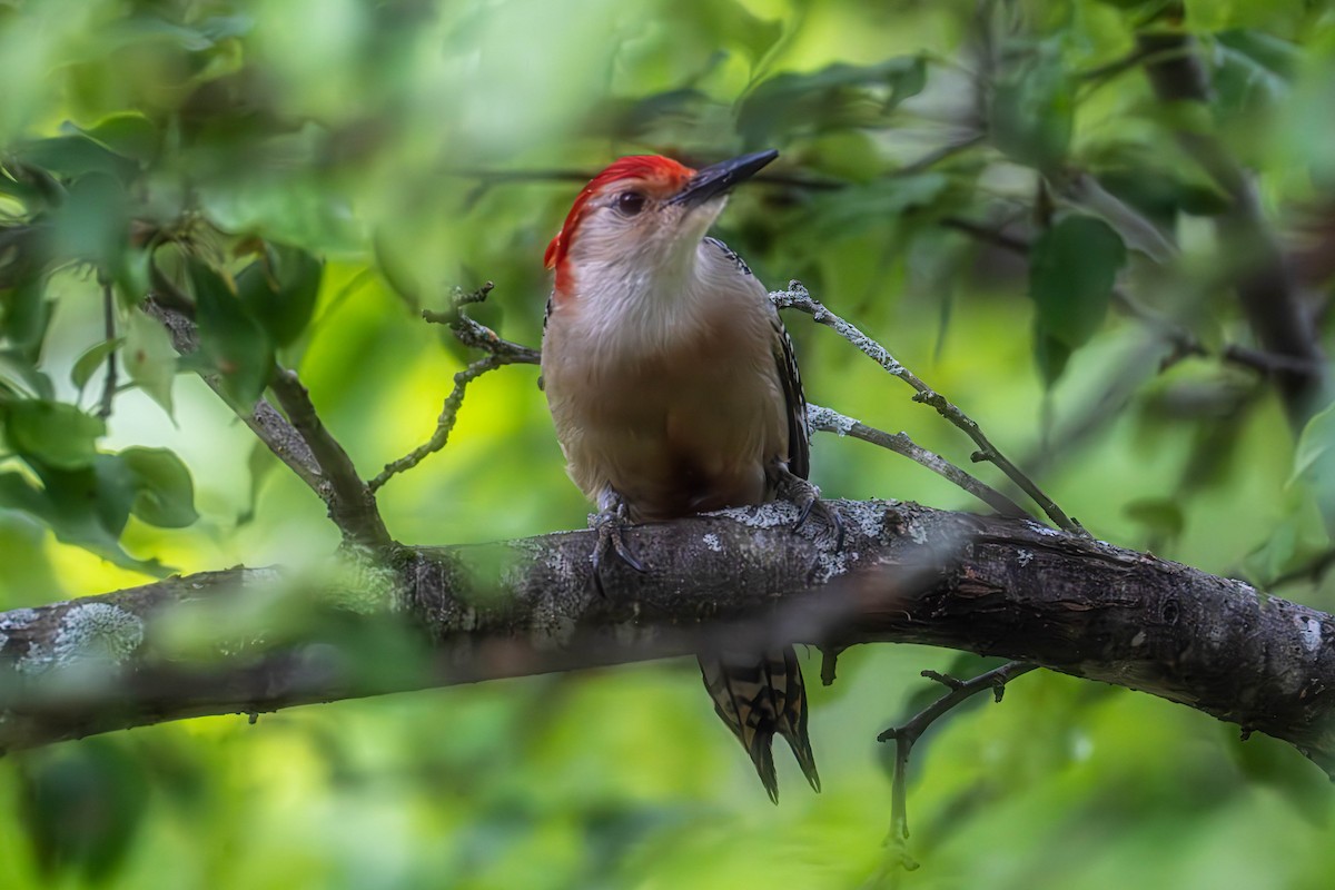 Red-bellied Woodpecker - ML638225144