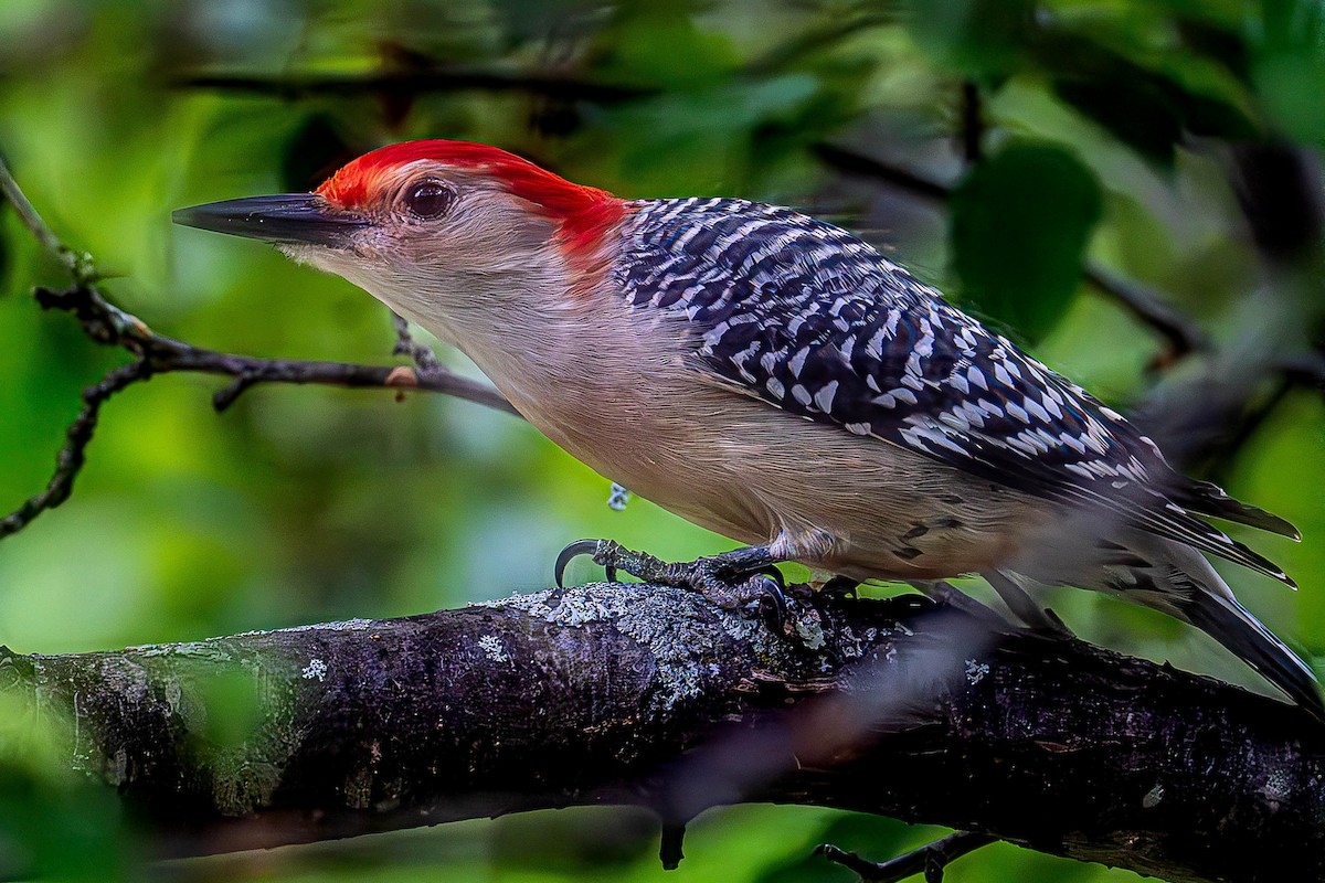 Red-bellied Woodpecker - ML638225145
