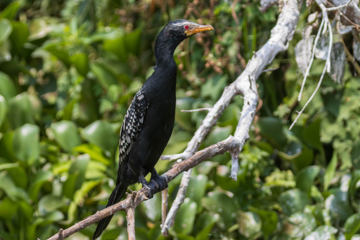 Reed Cormorant - ML638225164