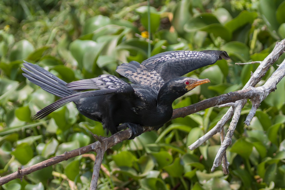 Reed Cormorant - ML638225194