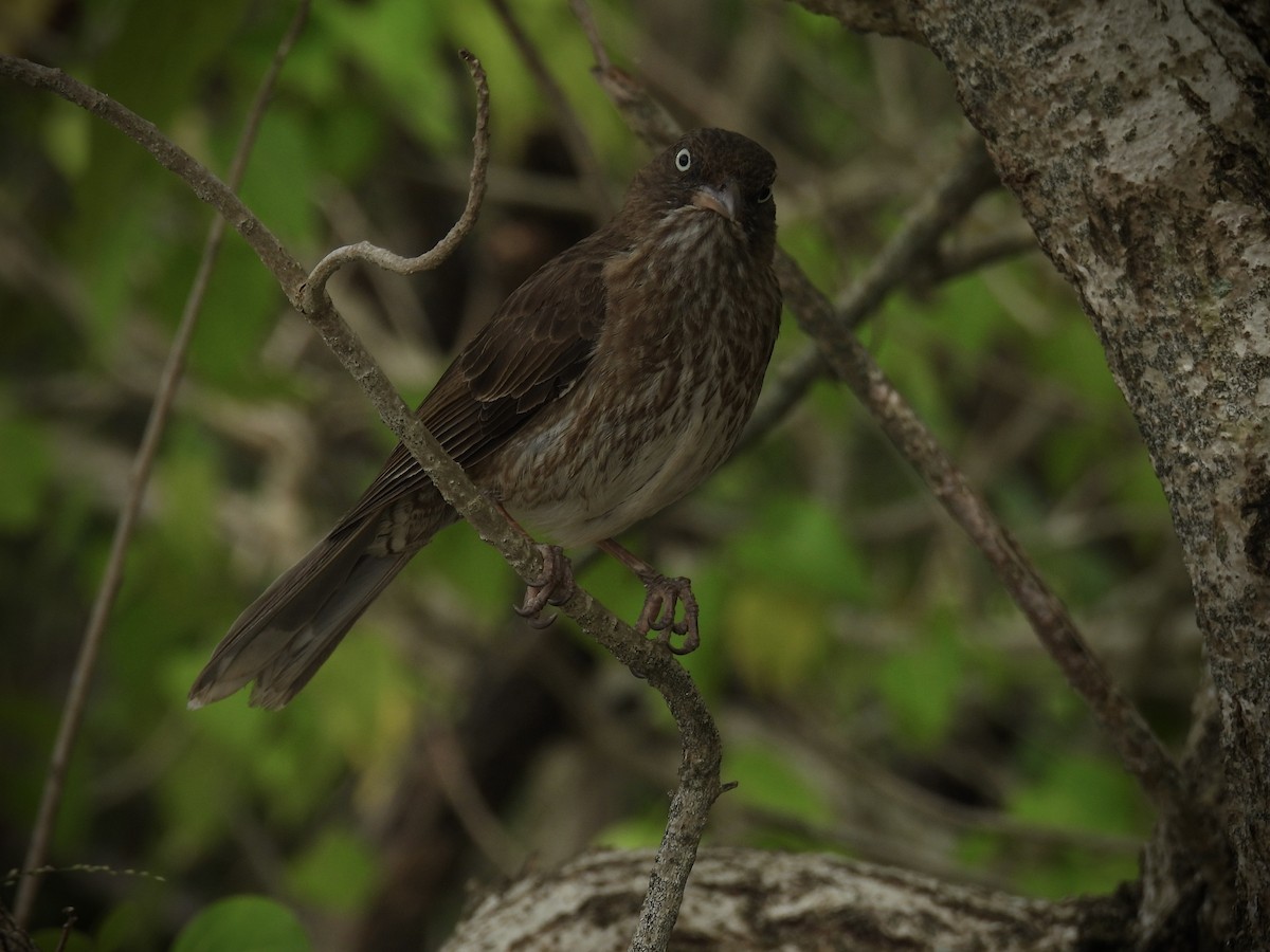 Pearly-eyed Thrasher - ML638225200