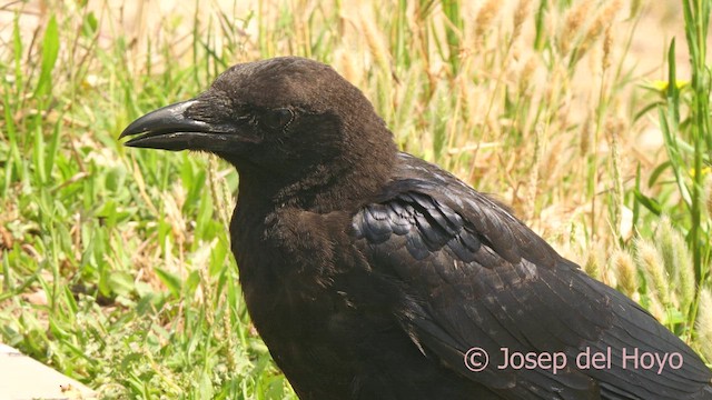 Carrion Crow - ML638225203