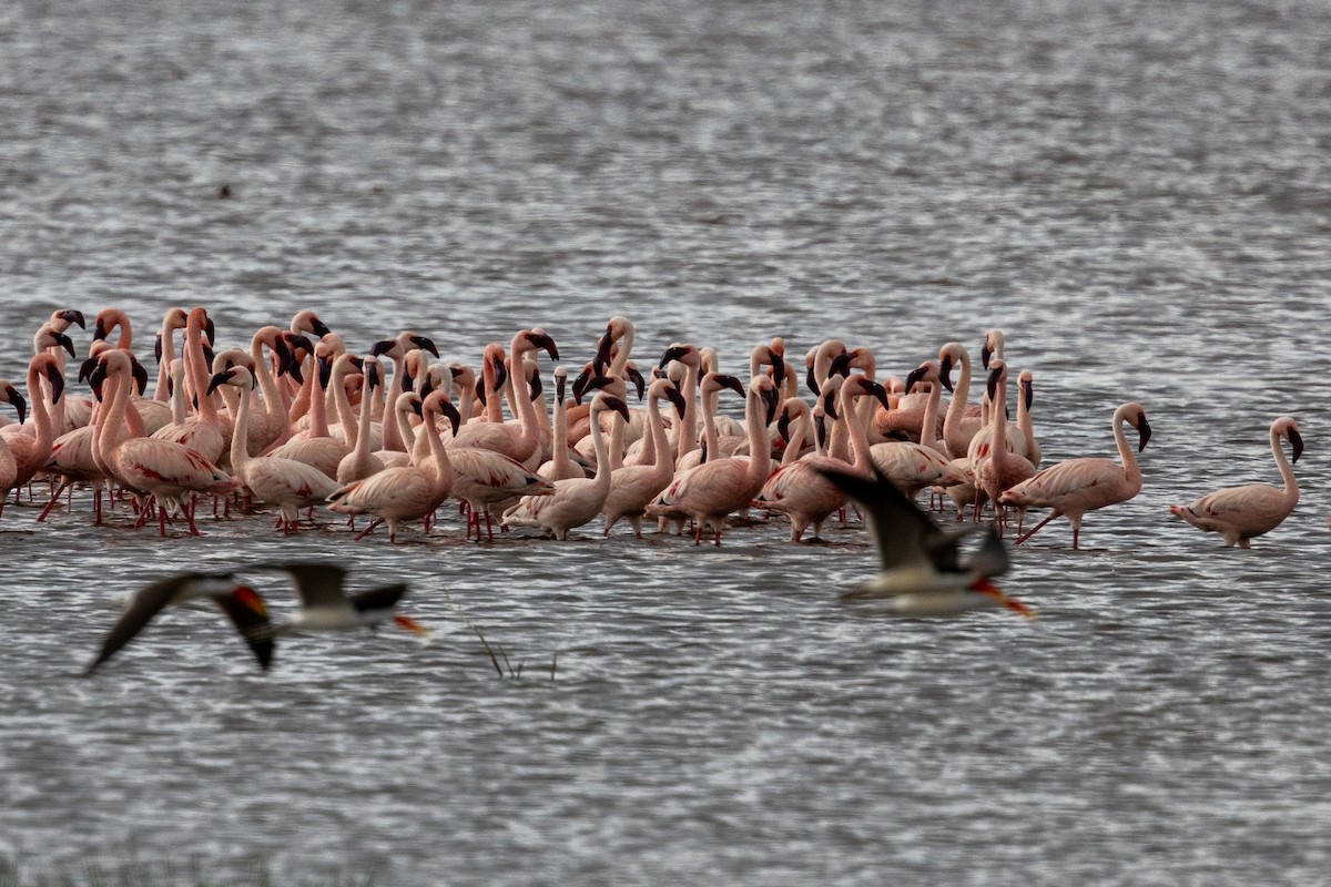 Lesser Flamingo - ML638225215