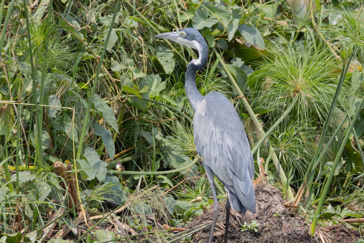 Black-headed Heron - ML638225224