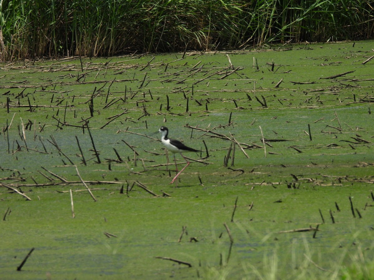 Black-necked Stilt - ML638225232