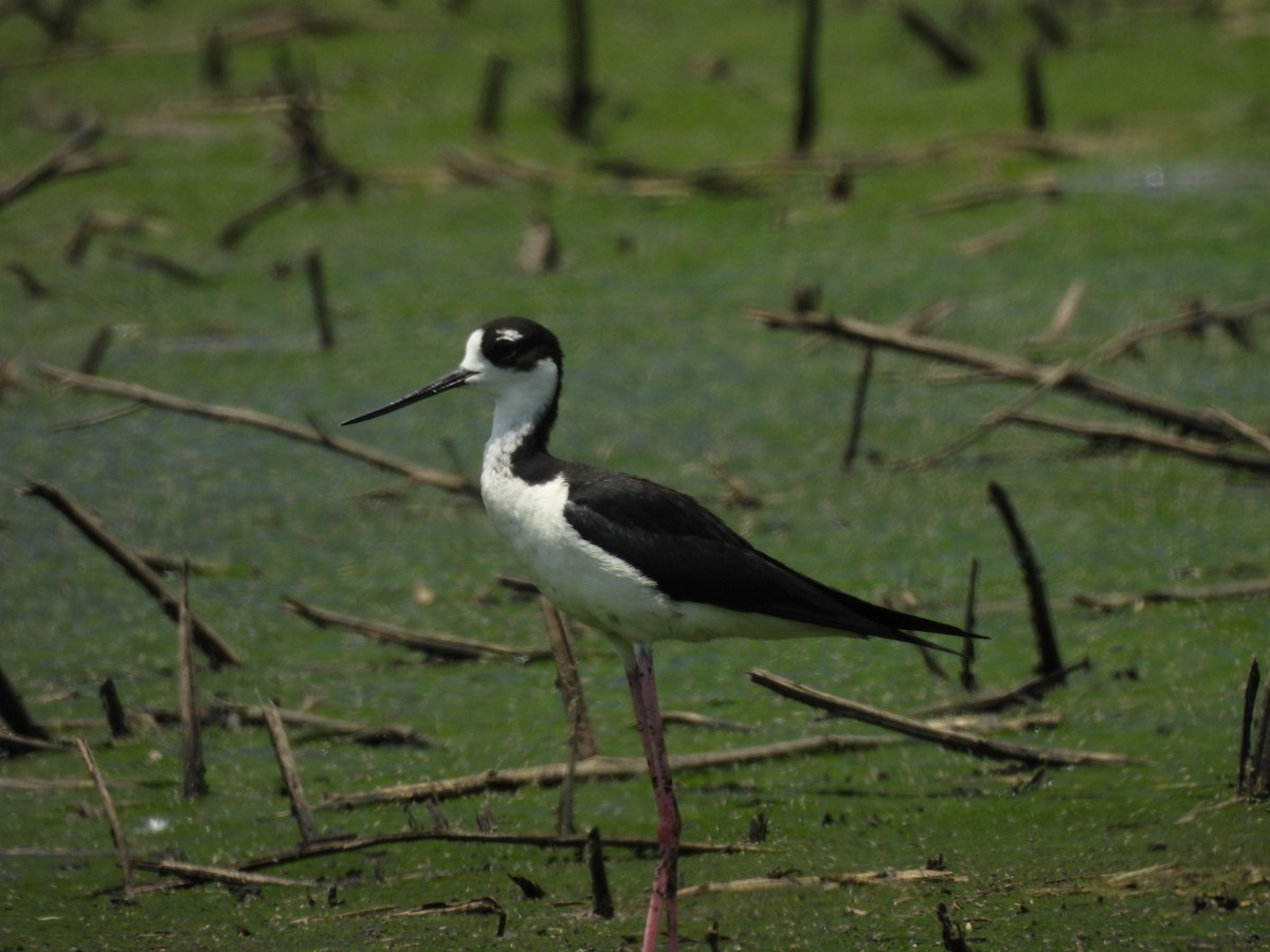 Black-necked Stilt - ML638225233
