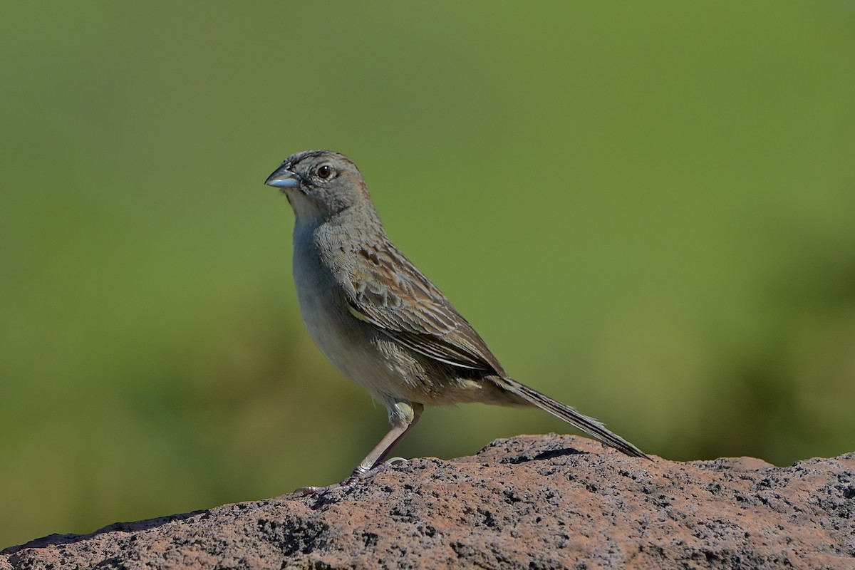 Botteri's Sparrow - ML638225243