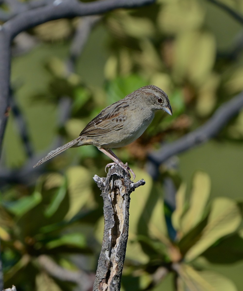 Botteri's Sparrow - ML638225244
