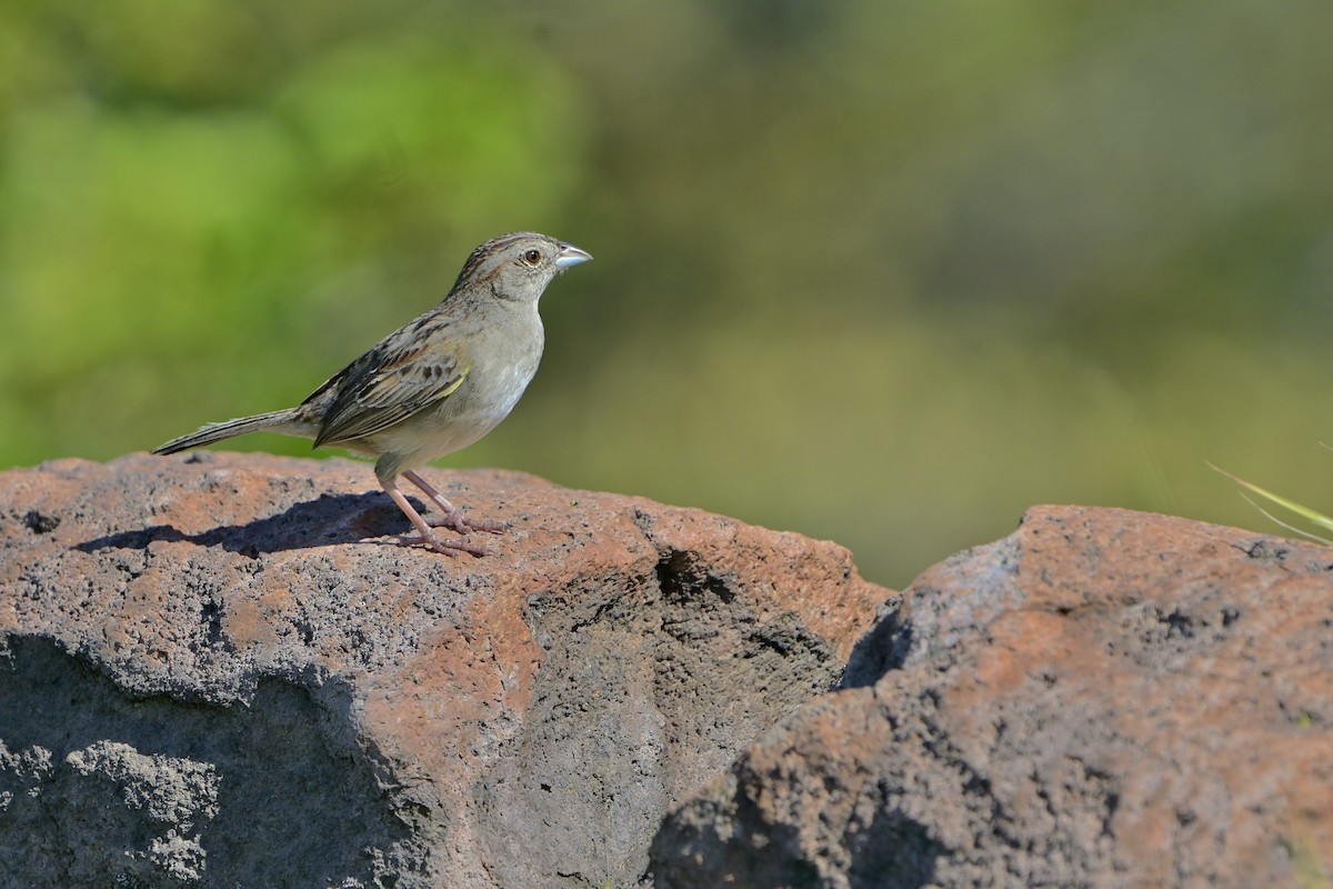 Botteri's Sparrow - ML638225245