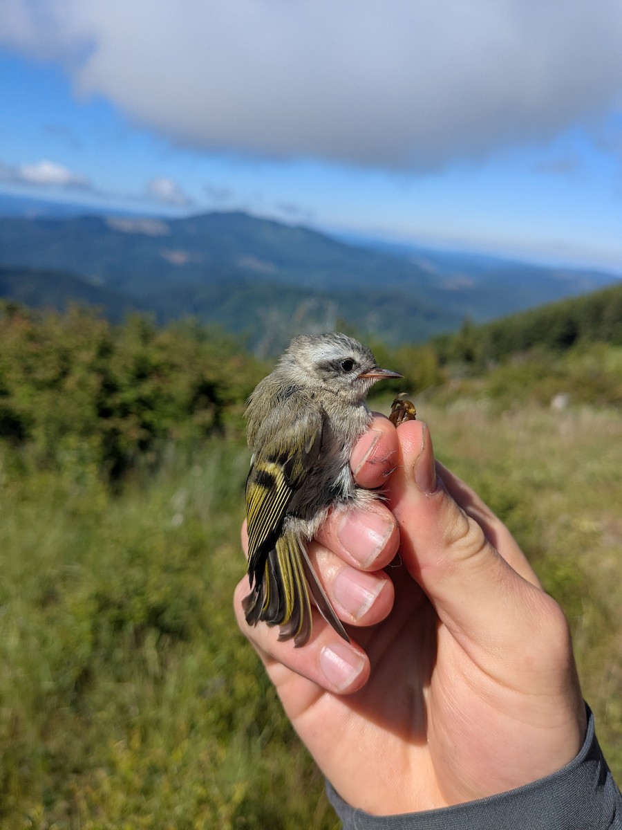 Golden-crowned Kinglet - ML638225249