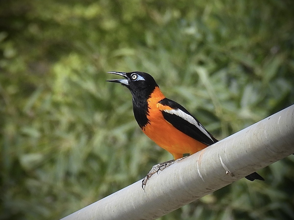 Venezuelan Troupial - ML638225255