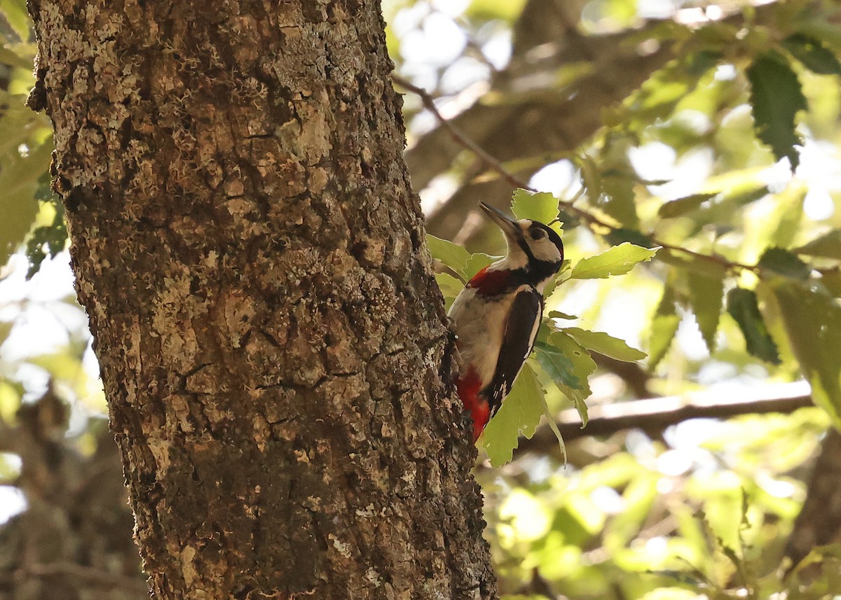Great Spotted Woodpecker - ML638225264