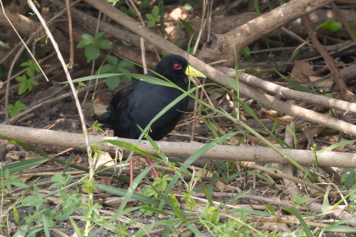 Black Crake - ML638225293