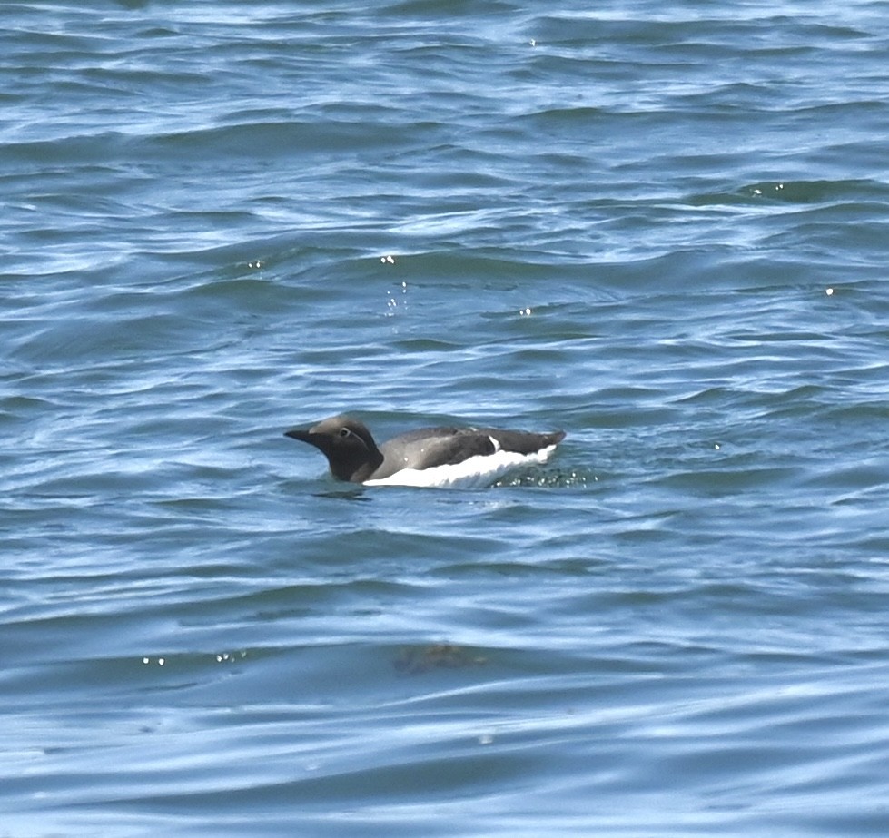 Guillemot marmette - ML638225317