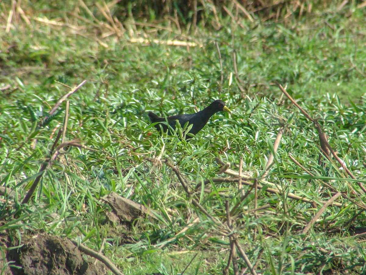 Black Crake - ML638225318
