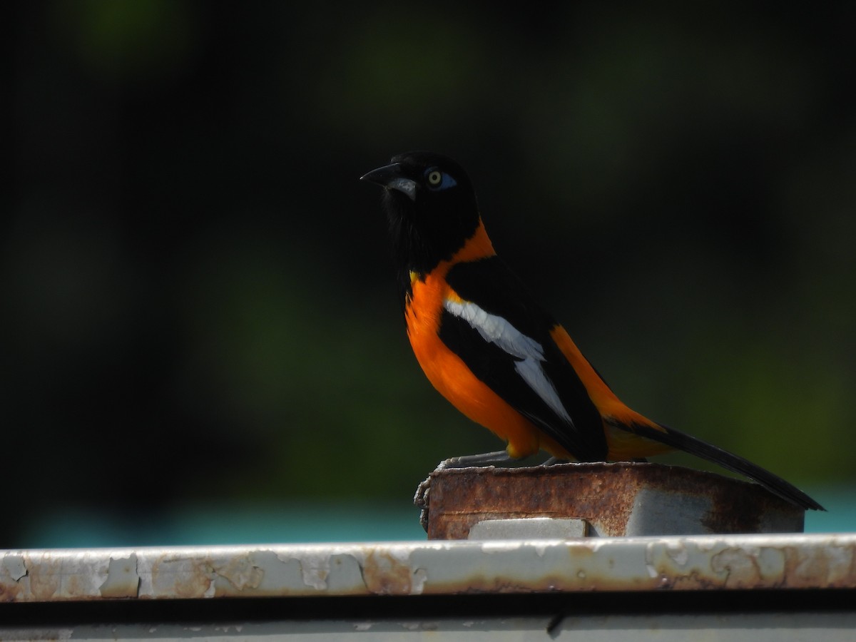Venezuelan Troupial - ML638225320