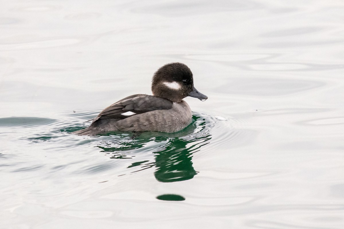 Bufflehead - ML638225323