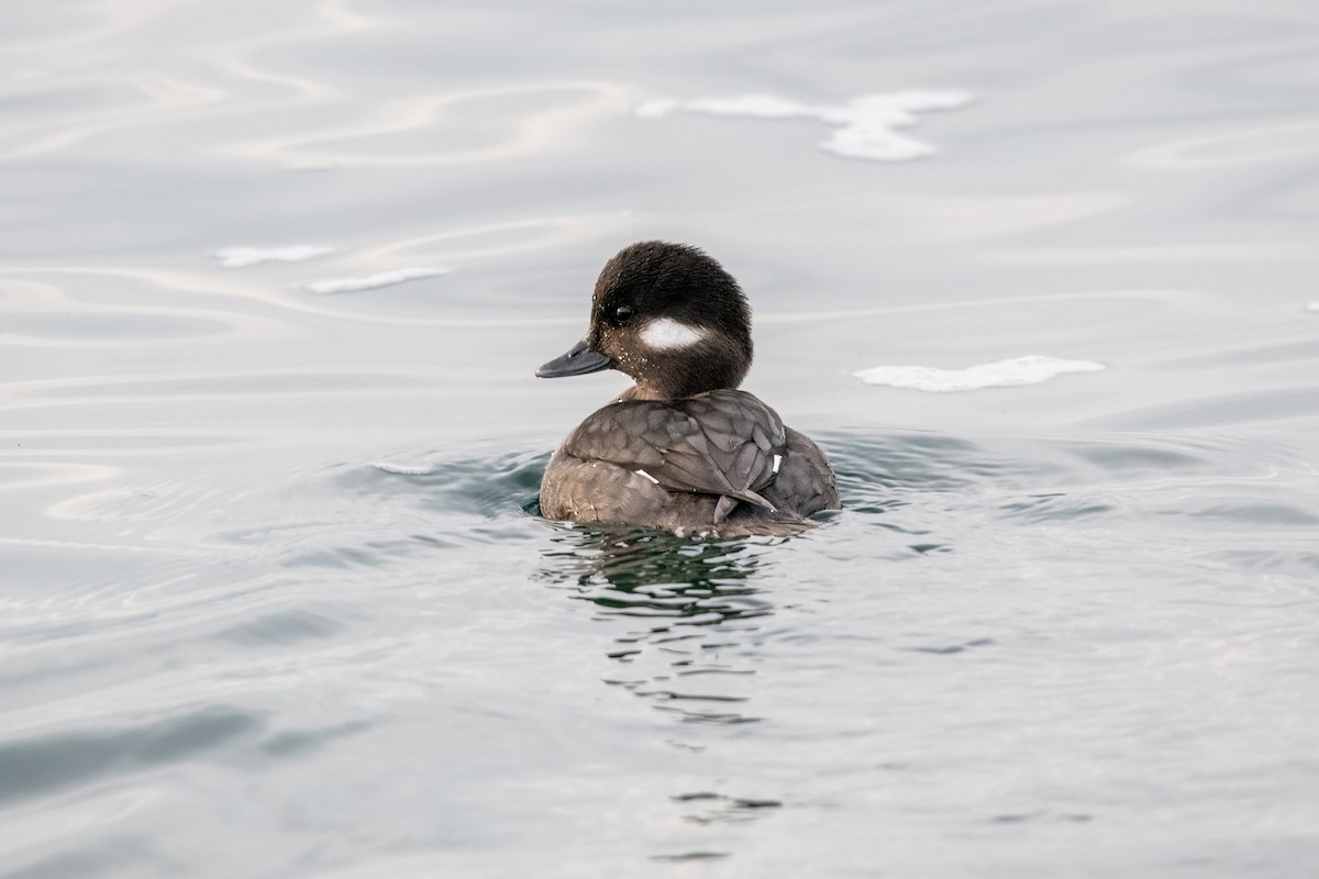 Bufflehead - ML638225324