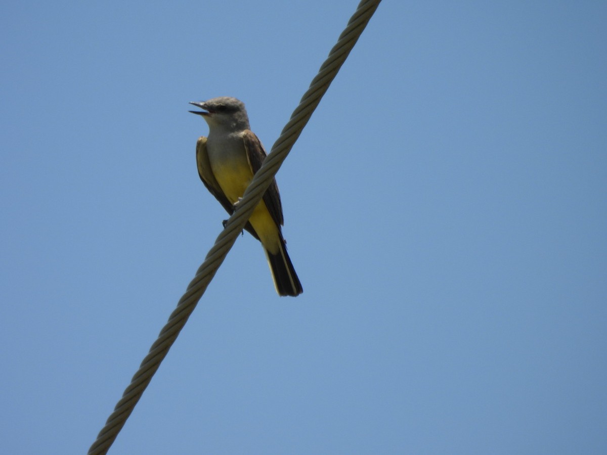Western Kingbird - ML638225330