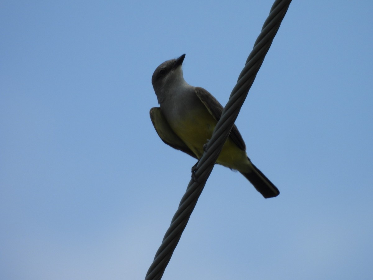 Western Kingbird - ML638225332