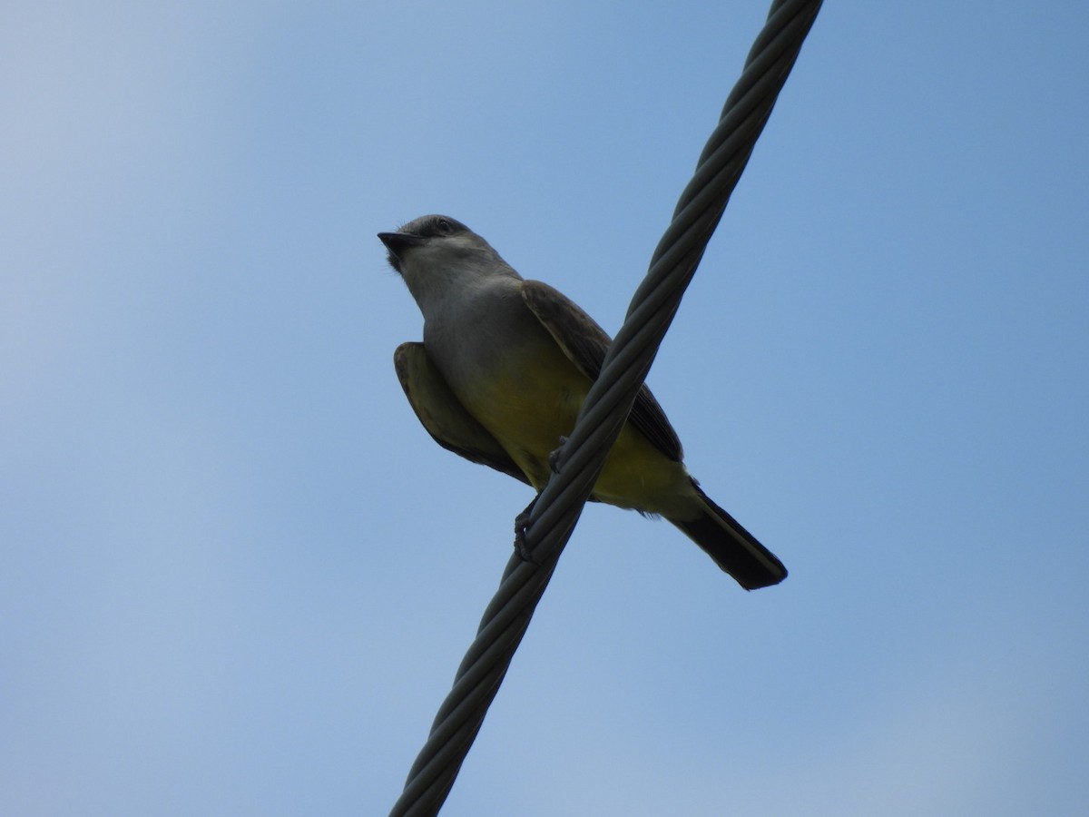 Western Kingbird - ML638225333