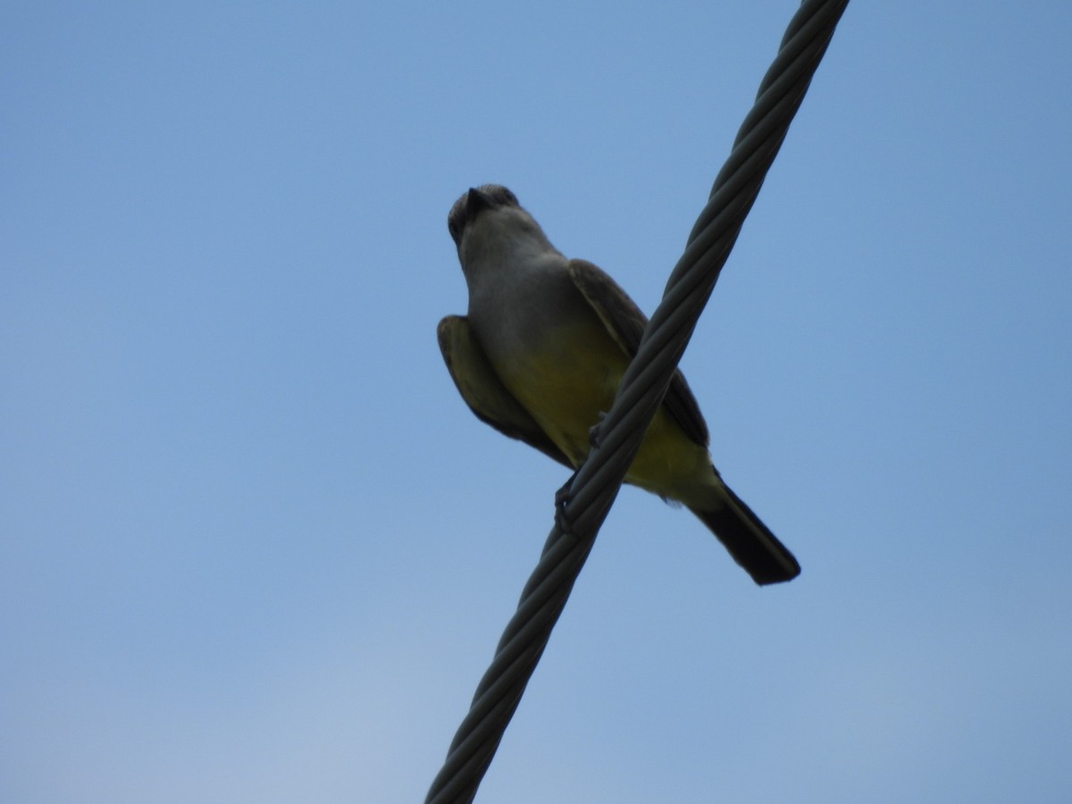 Western Kingbird - ML638225334