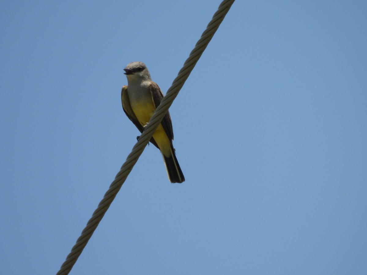 Western Kingbird - ML638225335