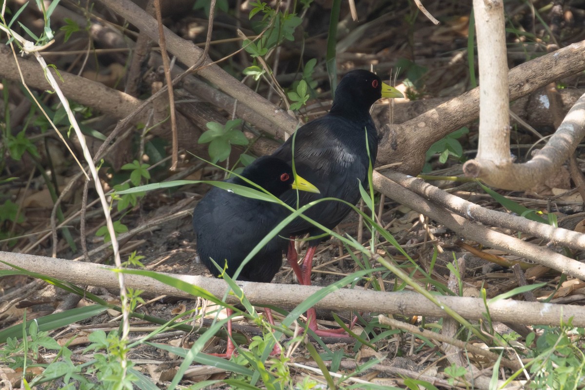 Black Crake - ML638225372