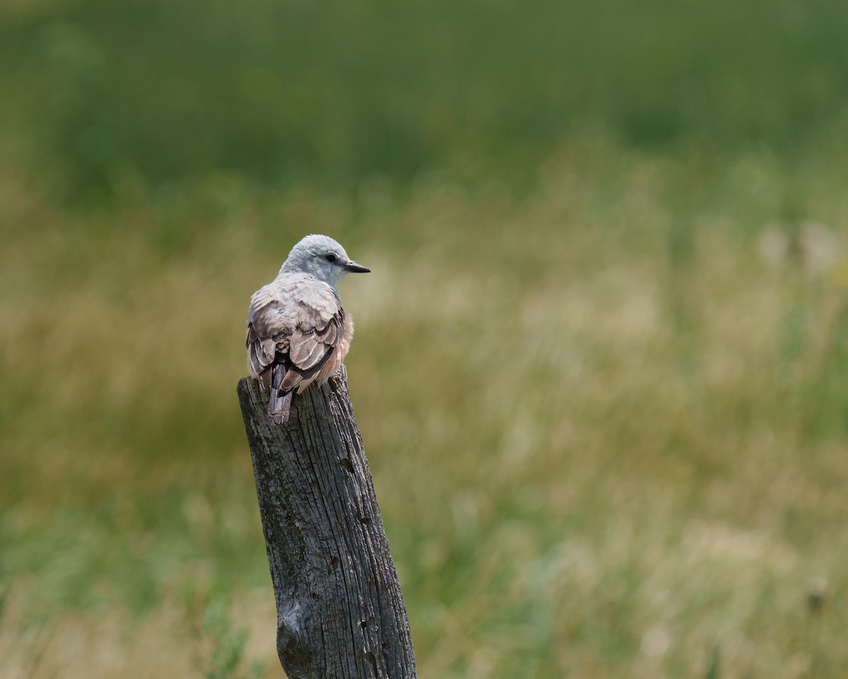 Scissor-tailed Flycatcher - ML638225381
