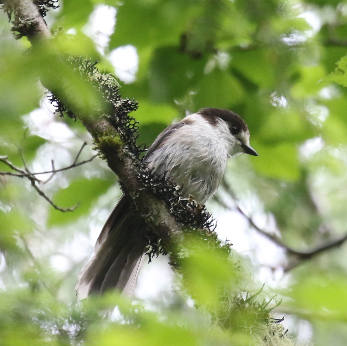 Canada Jay - ML638225401