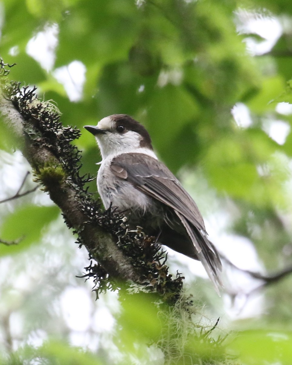 Canada Jay - ML638225418
