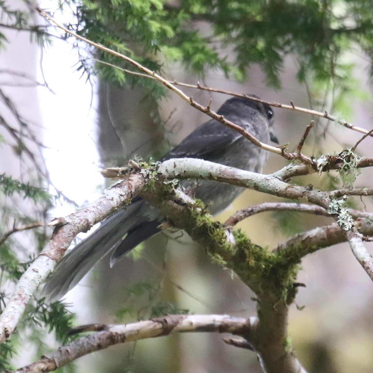 Canada Jay - ML638225422
