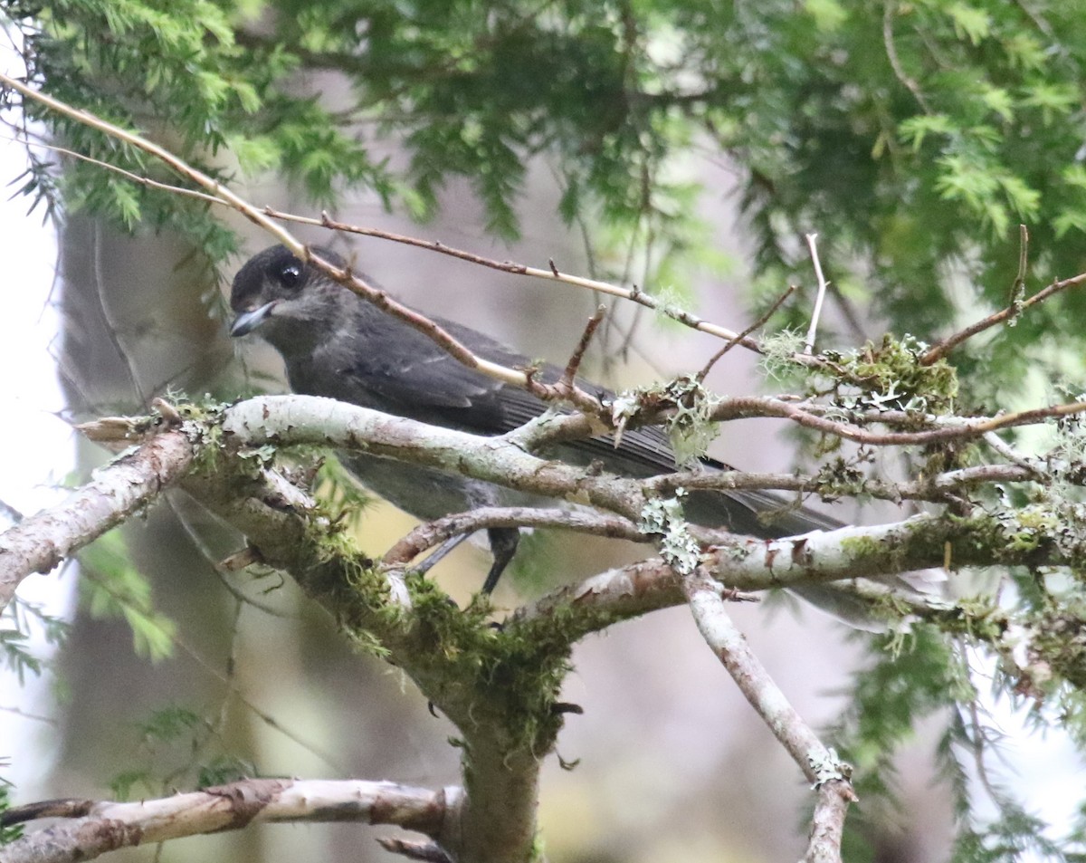Canada Jay - ML638225428