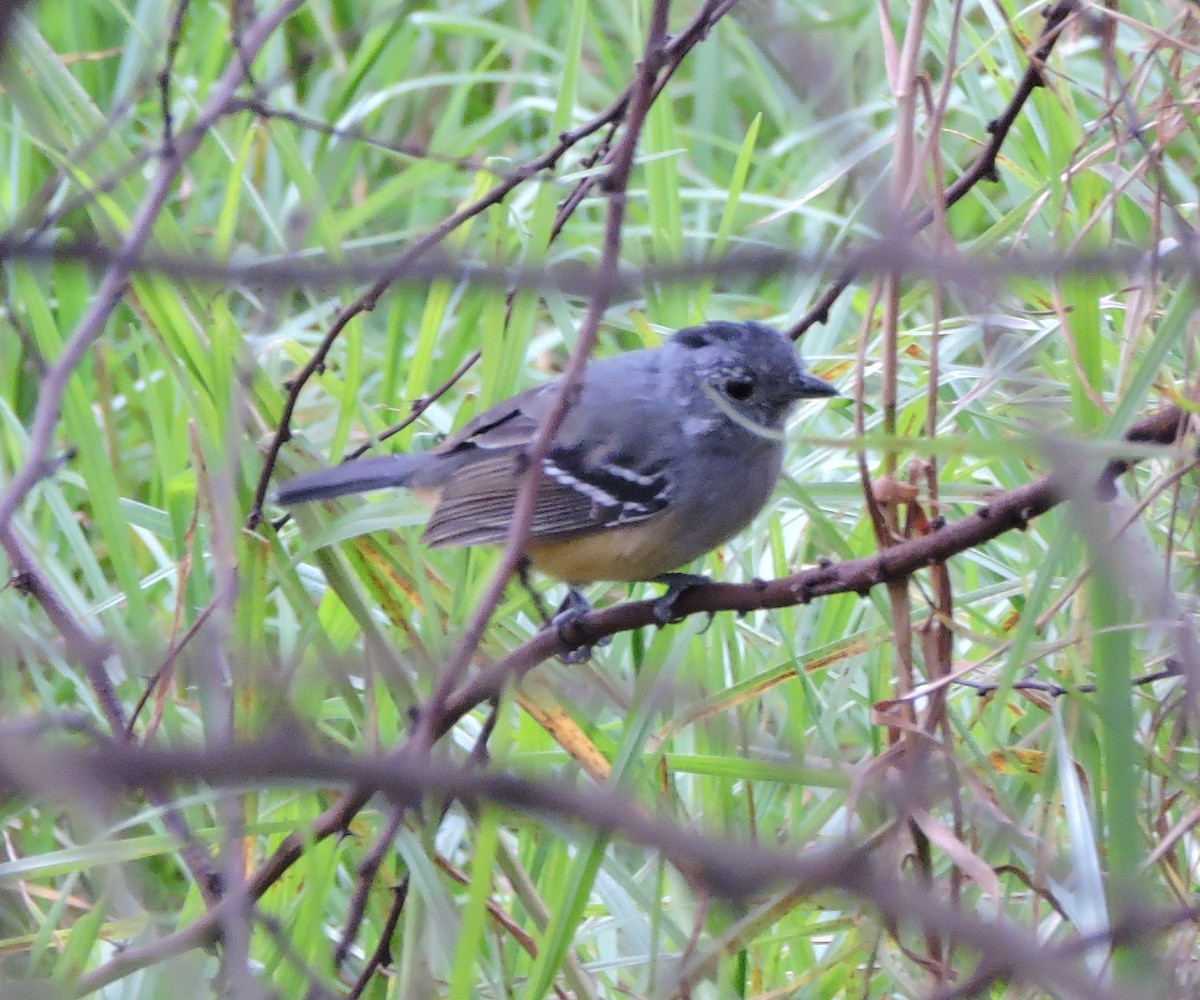 Variable Antshrike - ML638225444