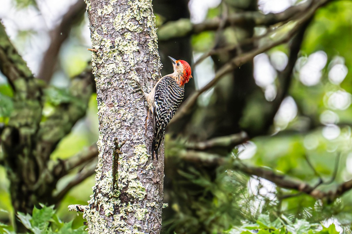 Red-bellied Woodpecker - ML638225477