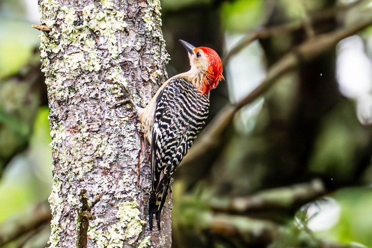 Red-bellied Woodpecker - ML638225478