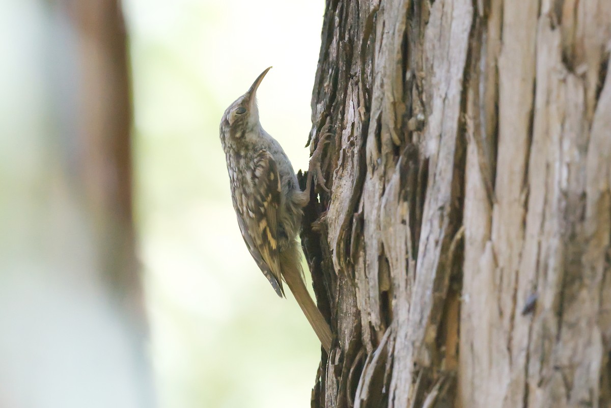 Short-toed Treecreeper - ML638225512