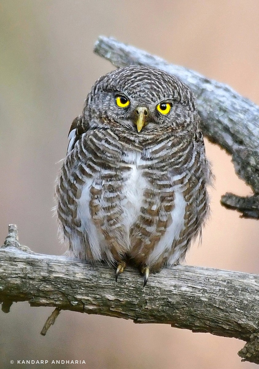 Asian Barred Owlet - ML638225531