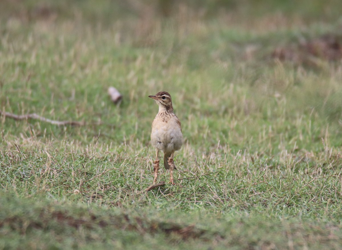 Paddyfield Pipit - ML638225537