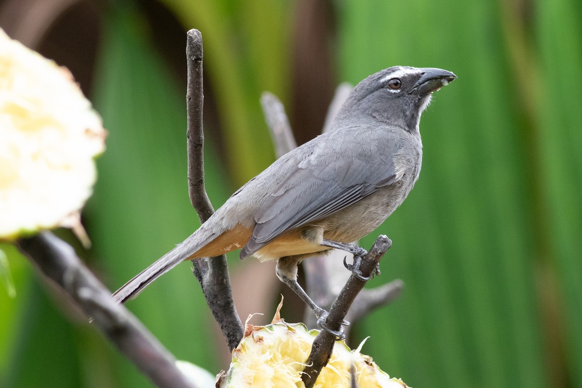 Cinnamon-bellied Saltator - ML638225552