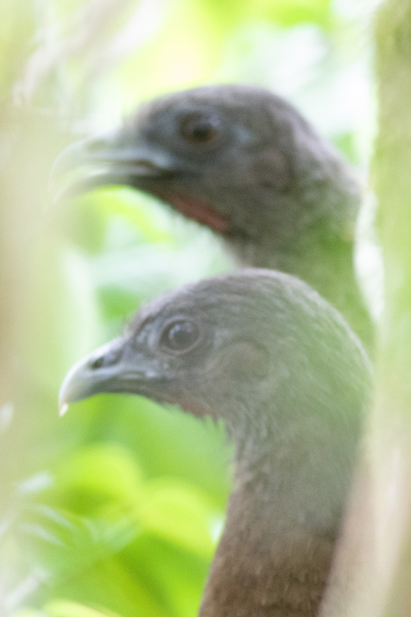 Gray-headed Chachalaca - ML638225566