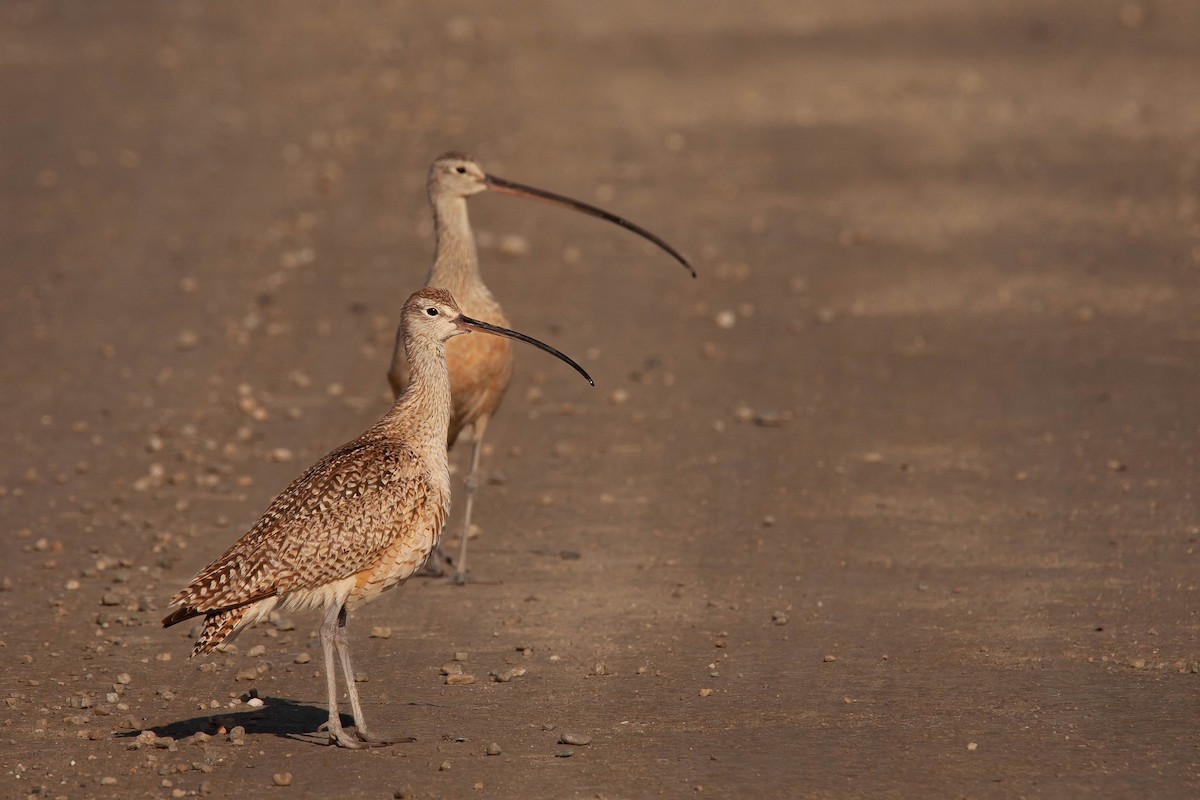 Long-billed Curlew - ML638225581