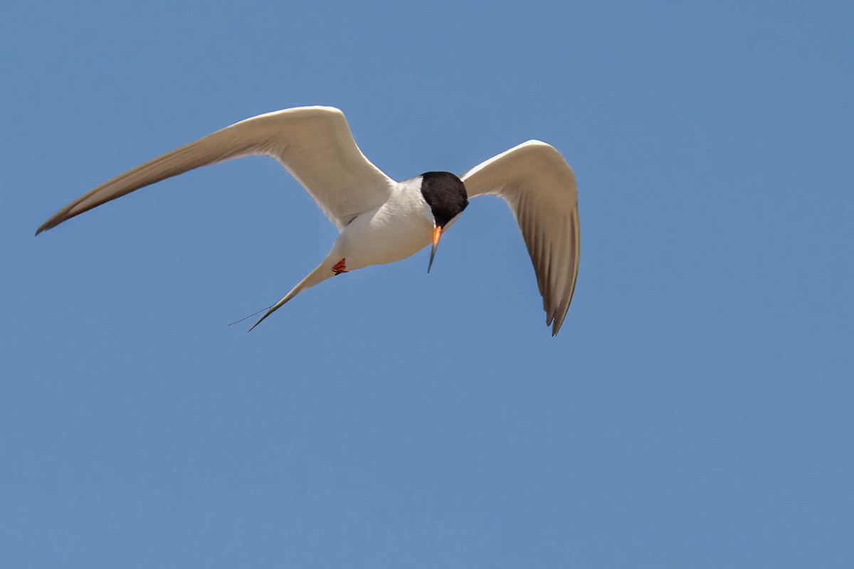 Forster's Tern - ML638225600