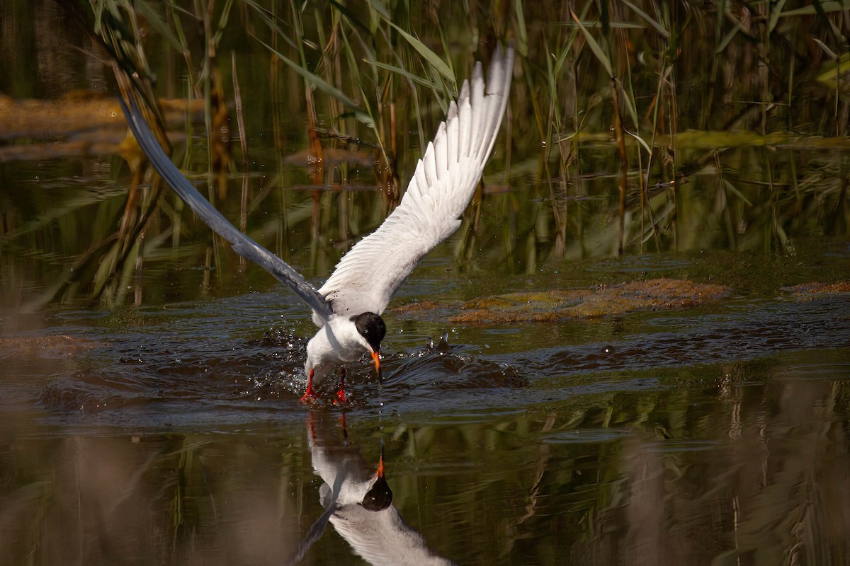 Forster's Tern - ML638225601