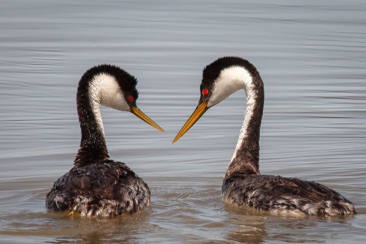Western Grebe - ML638225611