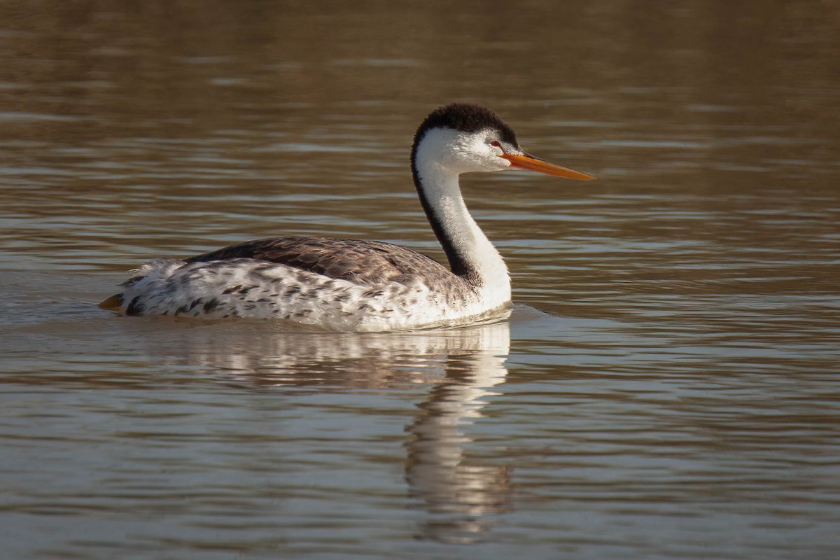 Clark's Grebe - ML638225619