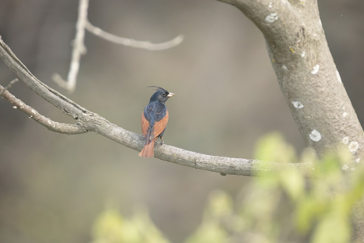 Crested Bunting - ML638225624