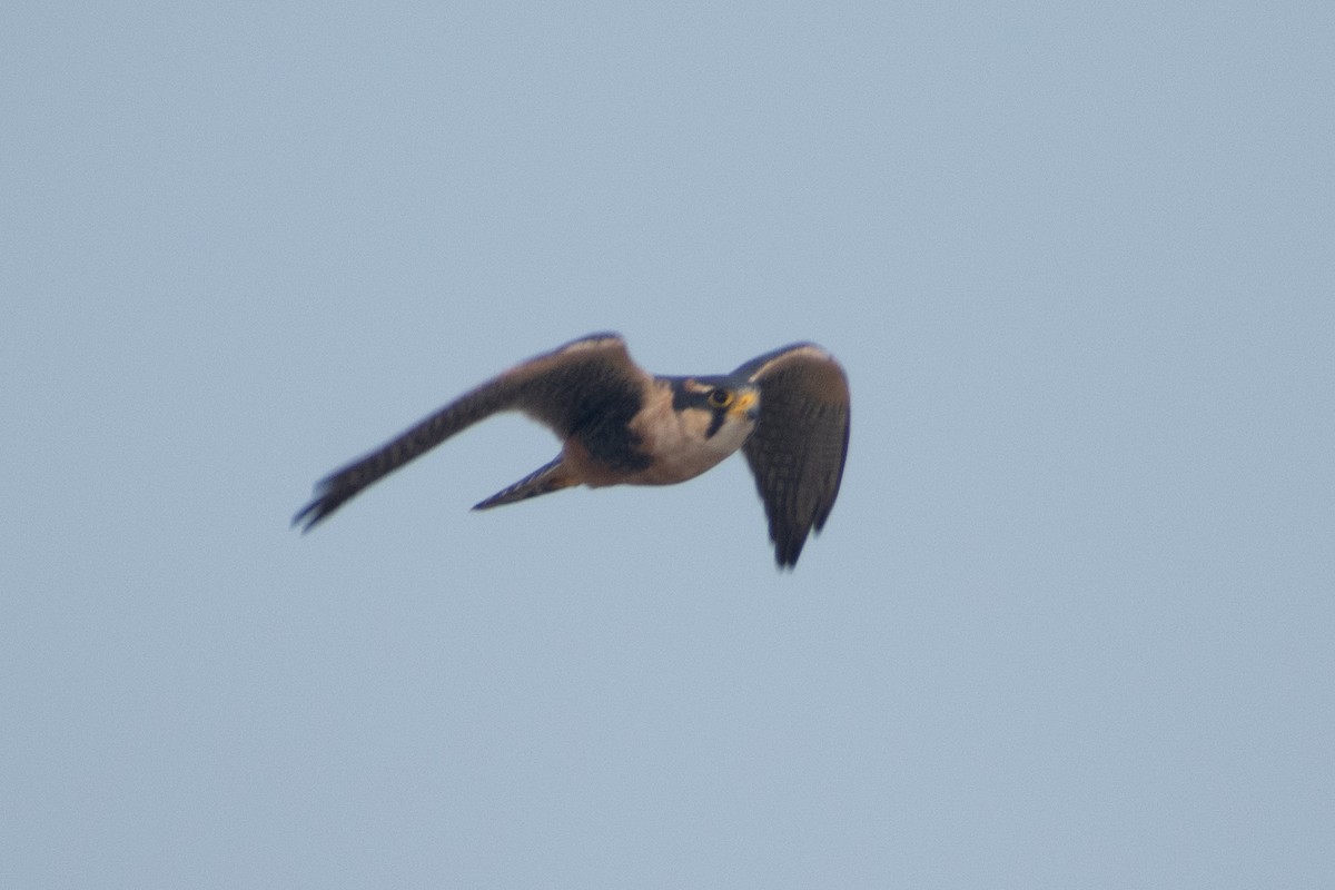 Aplomado Falcon - ML638225640
