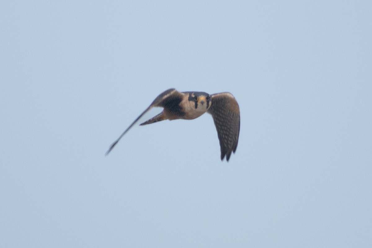 Aplomado Falcon - ML638225641