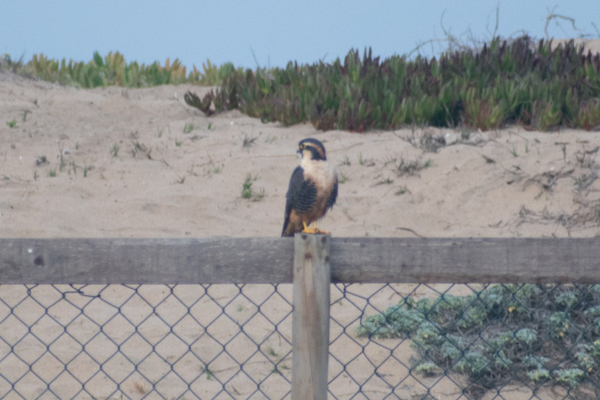 Aplomado Falcon - ML638225643